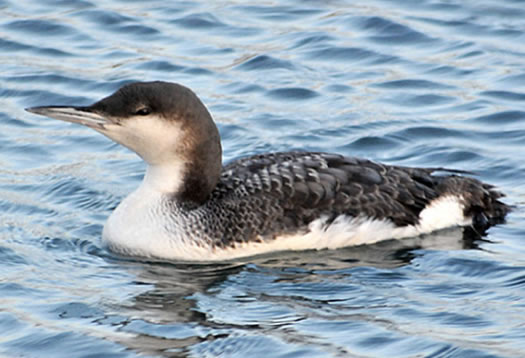 Bale - Ornithological collection